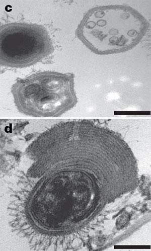 «Иярчен» белән зарарланган мимивирус кичәкчәләрендә еш кына тышчаның артык калынаюы күзәтелә. Масштаблы сызгычның озынлыгы 200 нм. Фото Nature мәкаләсеннән алынды.